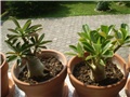 adenium